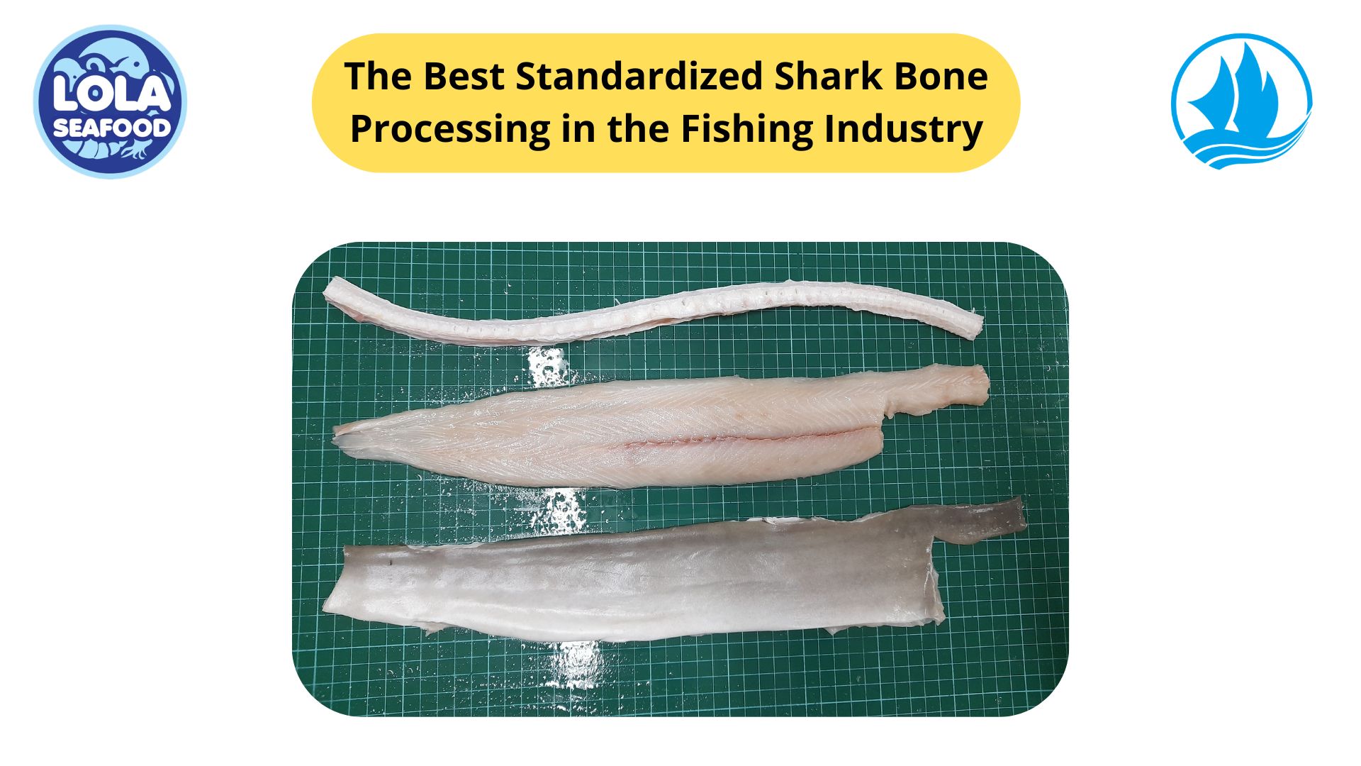 The Best Standardized Shark Bone Processing in the Fishing Industry
